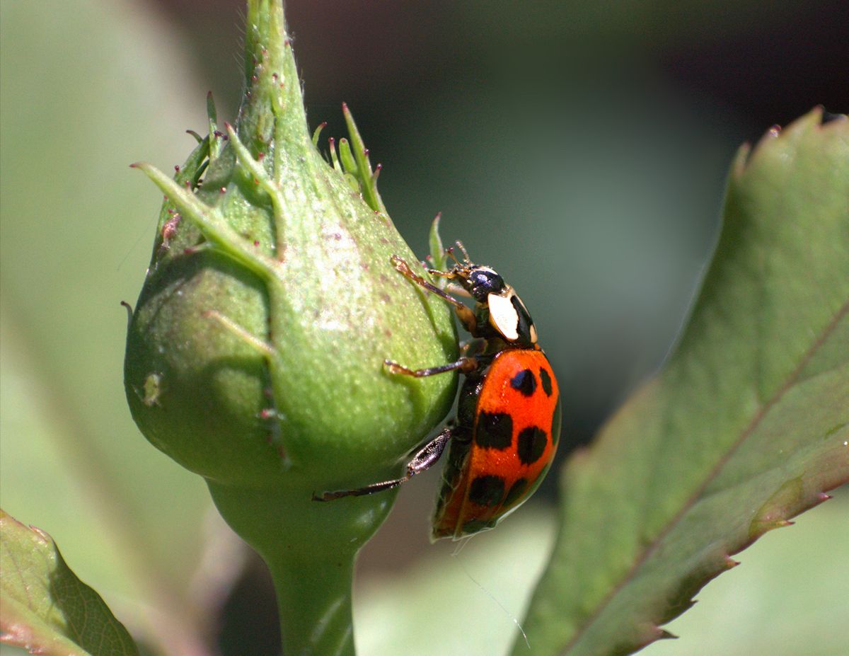 Harmonia axyridis